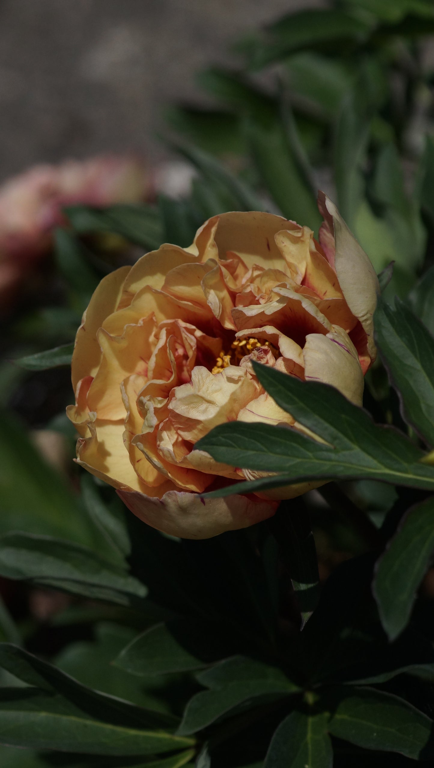 Paeonia Itoh-Hybride 'Kopper Kettle' - Intersektionelle Pfingstrose