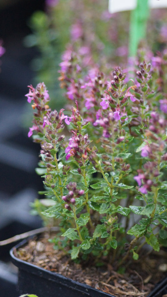 Teucrium chamaedrys 'Compacta' - Echter Gamander