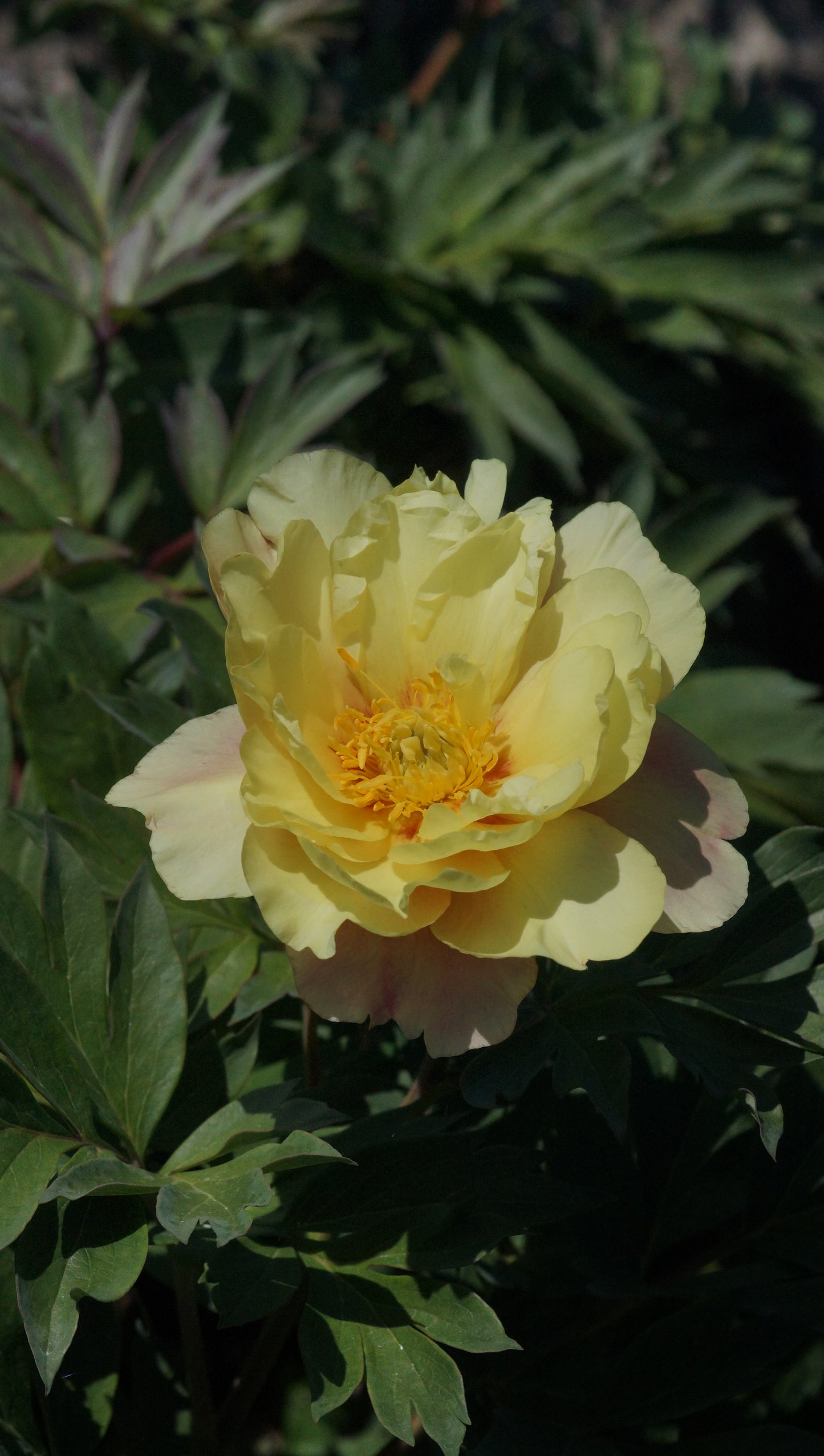 Paeonia Itoh-Hybride 'Joanna Marlene' - Intersektionelle Pfingstrose