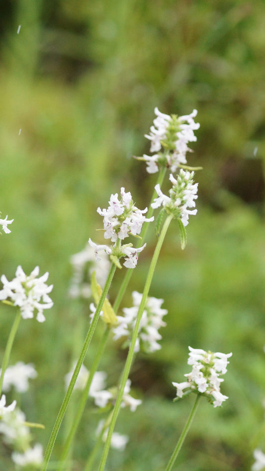 Stachys discolor (Syn. Stachys nivea) - Kaukasus-Ziest