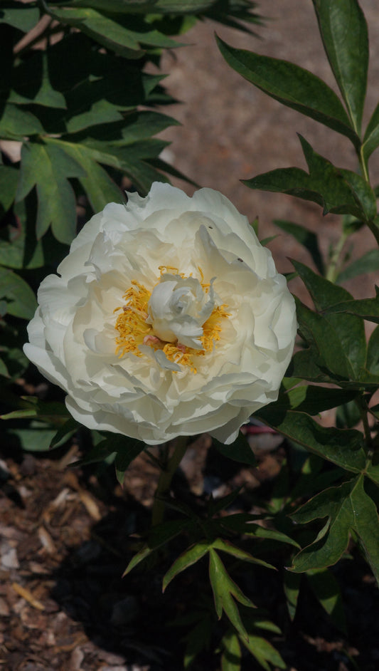 Paeonia Itoh-Hybride 'Love Affair' - Intersektionelle Pfingstrose