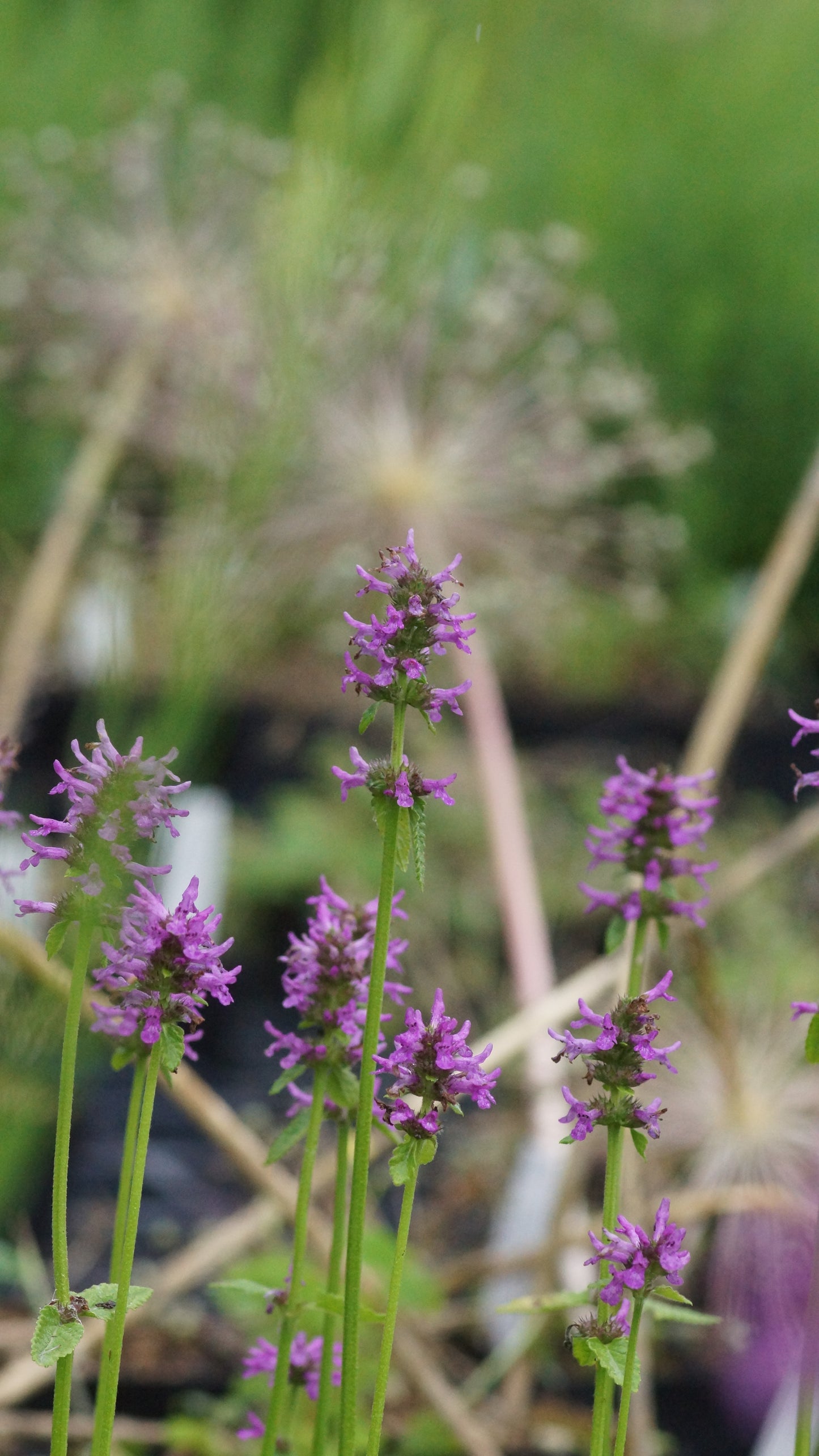 Stachys monnieri 'Hummelo' - Zottiger Ziest