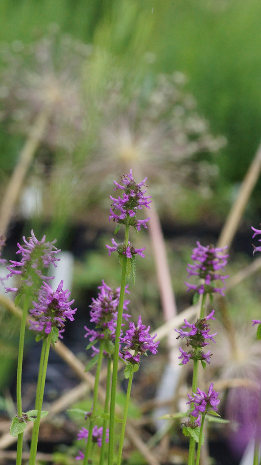 Stachys monnieri 'Hummelo' - Zottiger Ziest