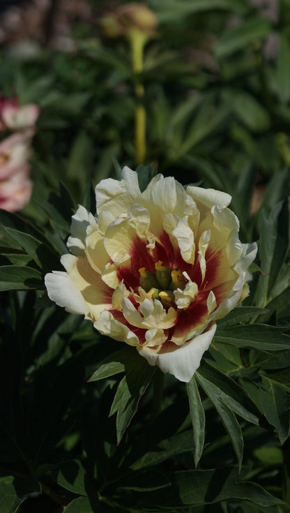 Paeonia Itoh-Hybride 'Callies Memory' - Intersektionelle Pfingstrose