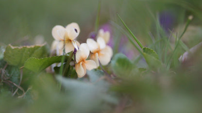 Viola odorata 'Sulphurea' - Duft-Veilchen