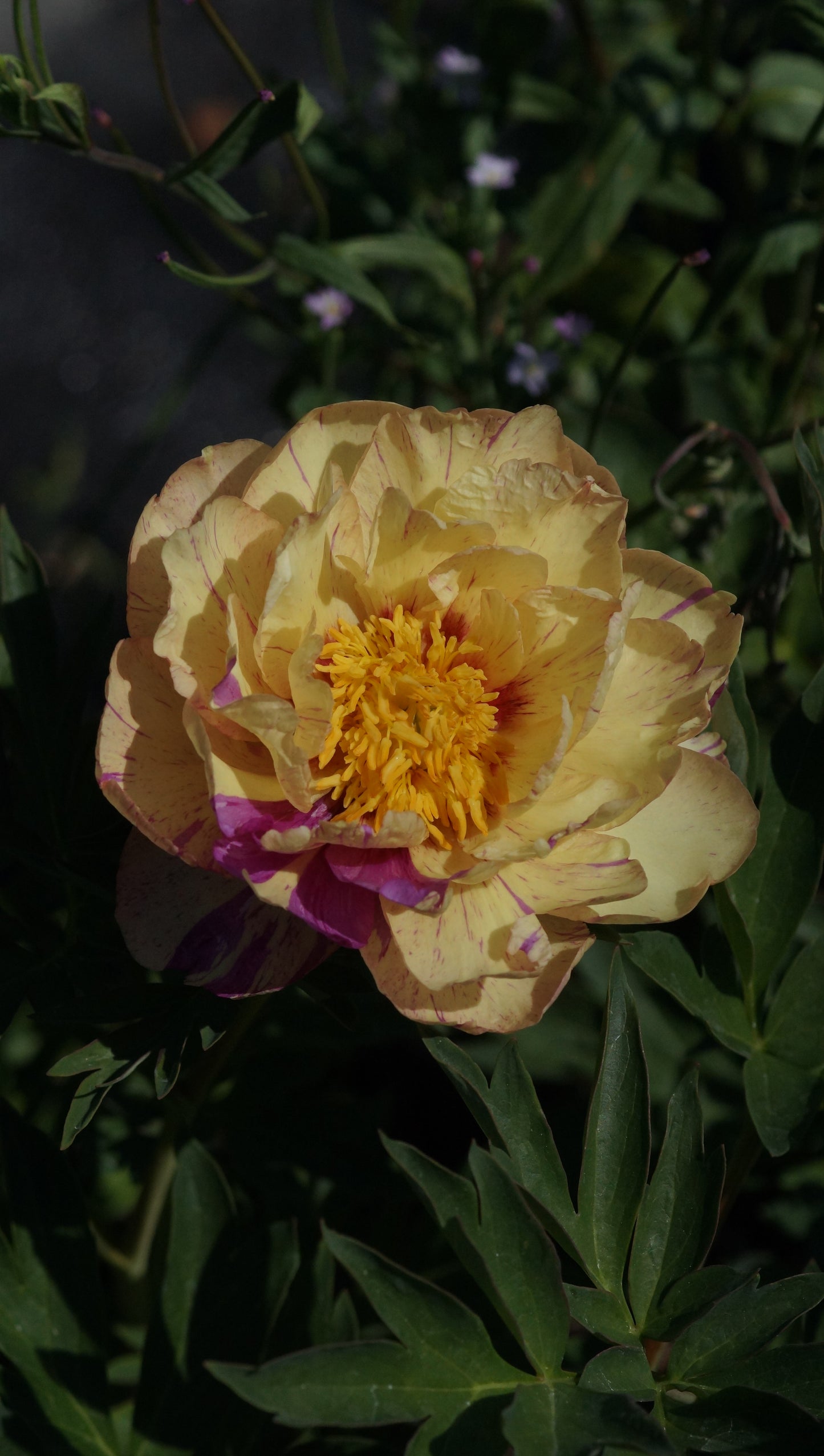 Paeonia Itoh-Hybride 'Lollipop' - Intersektionelle Pfingstrose