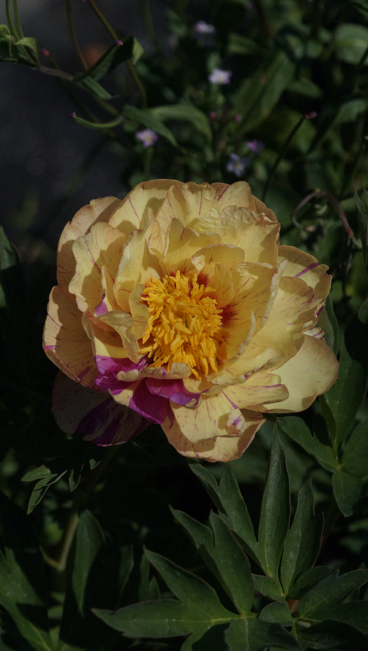 Paeonia Itoh-Hybride 'Lollipop' - Intersektionelle Pfingstrose