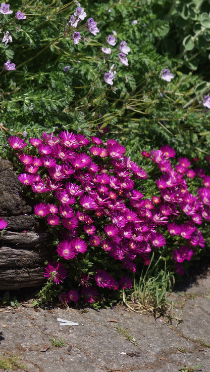 Delosperma Hybride 'Tiffendel KG' - Mittagsblume