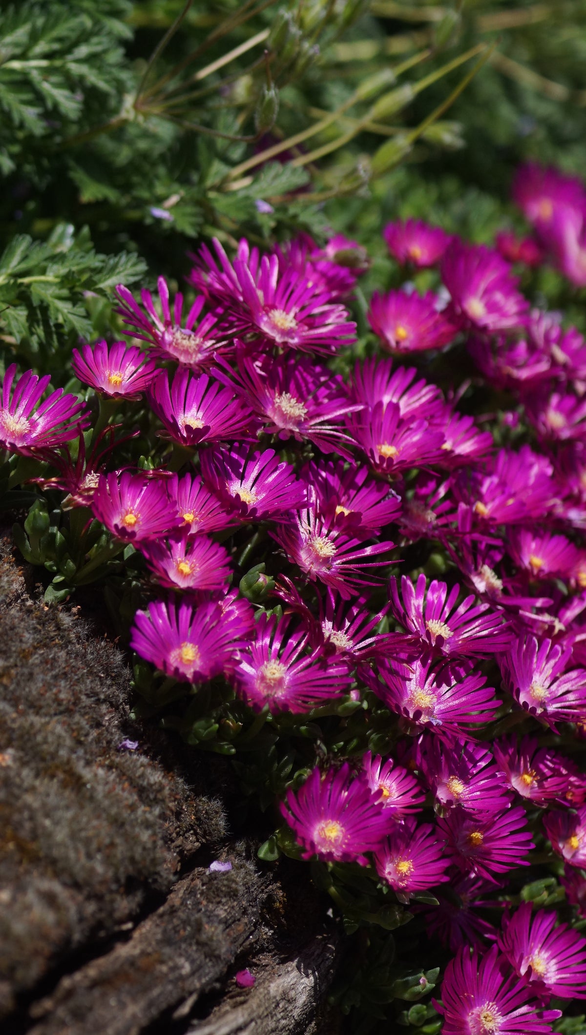 Delosperma Hybride 'Tiffendel KG' - Mittagsblume