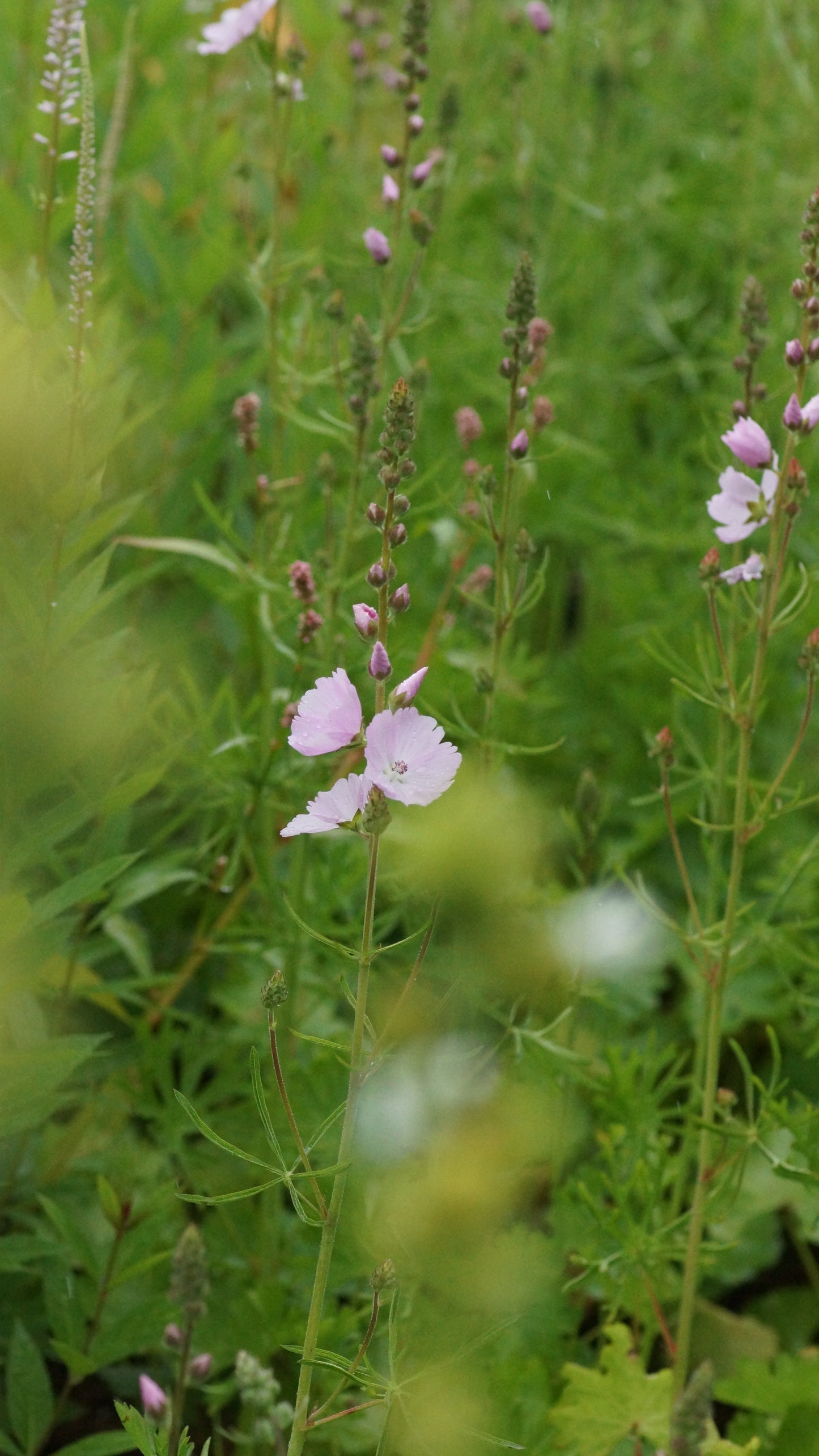 Sidalcea malviflora 'Elsie Heugh' - Präriemalve