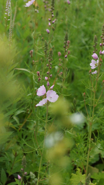 Sidalcea malviflora 'Elsie Heugh' - Präriemalve
