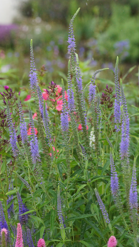 Veronica waldsteinii - Waldsteins Ehrenpreis