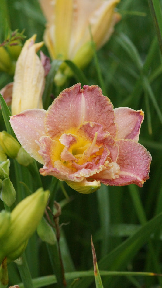 Hemerocallis Hybride 'Unlock The Star' - Taglilie