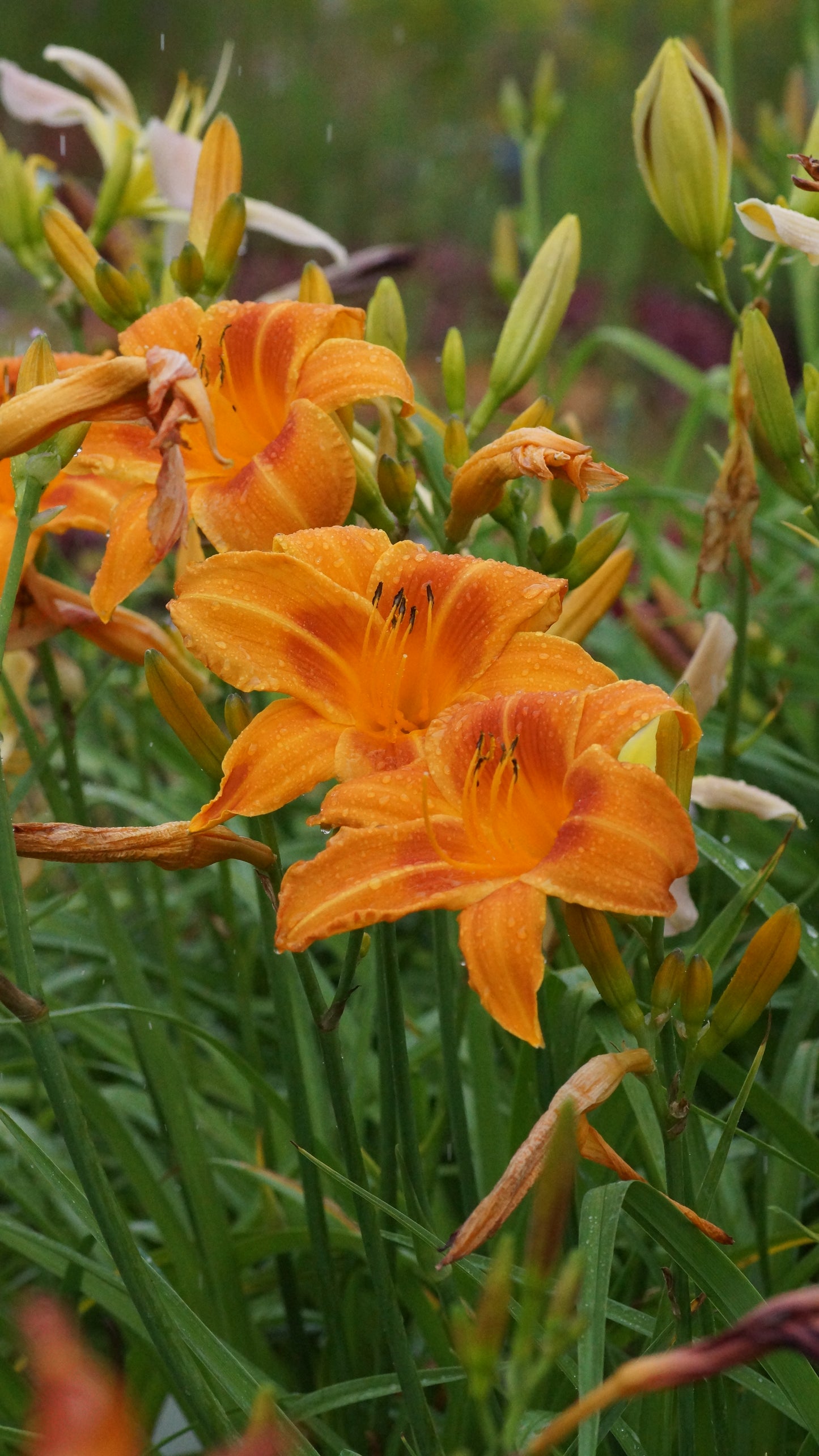 Hemerocallis Hybride 'Signal' - Taglilie