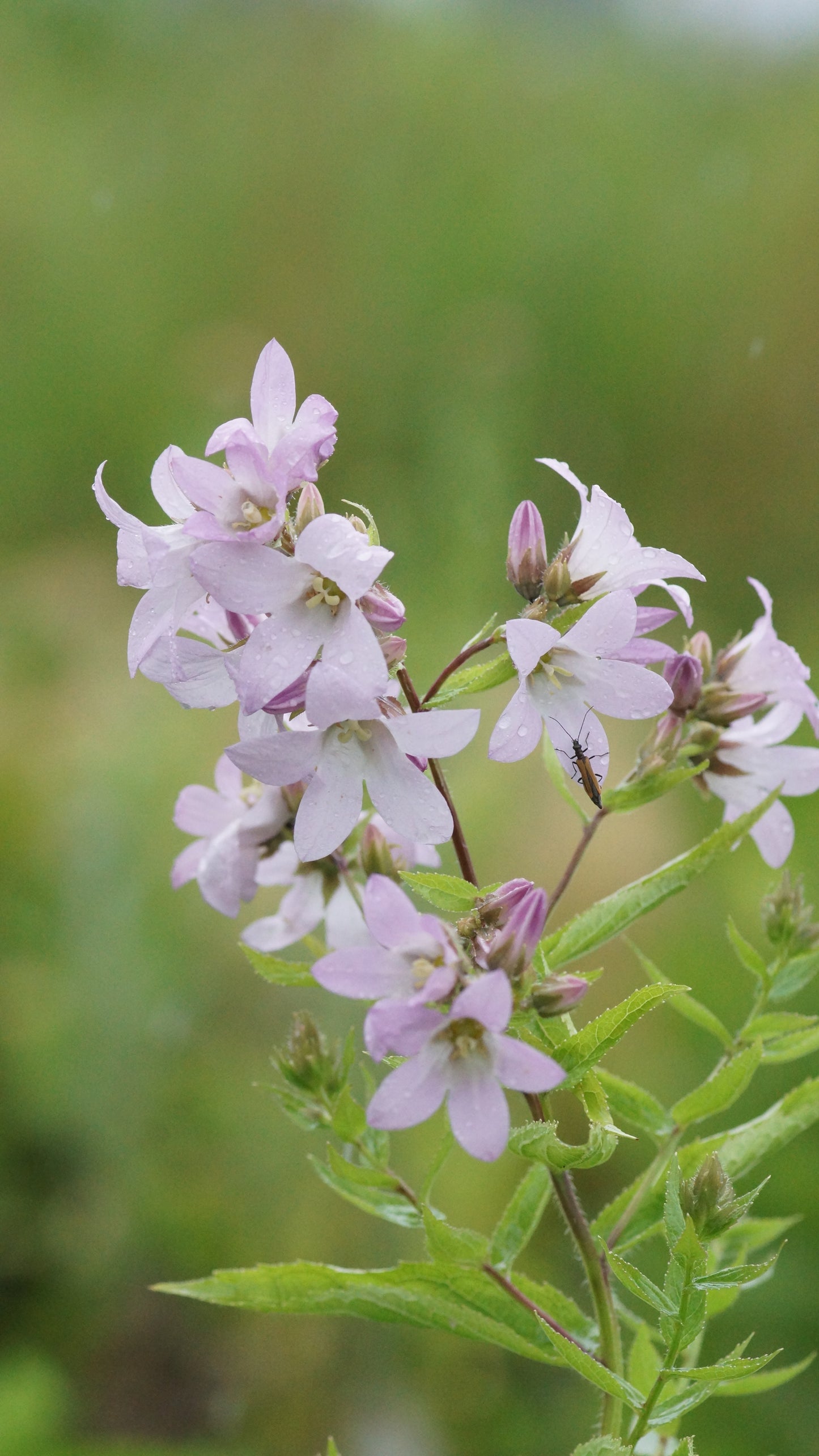 Campanula lactiflora 'Loddon Anne' - Dolden-Glockenblume