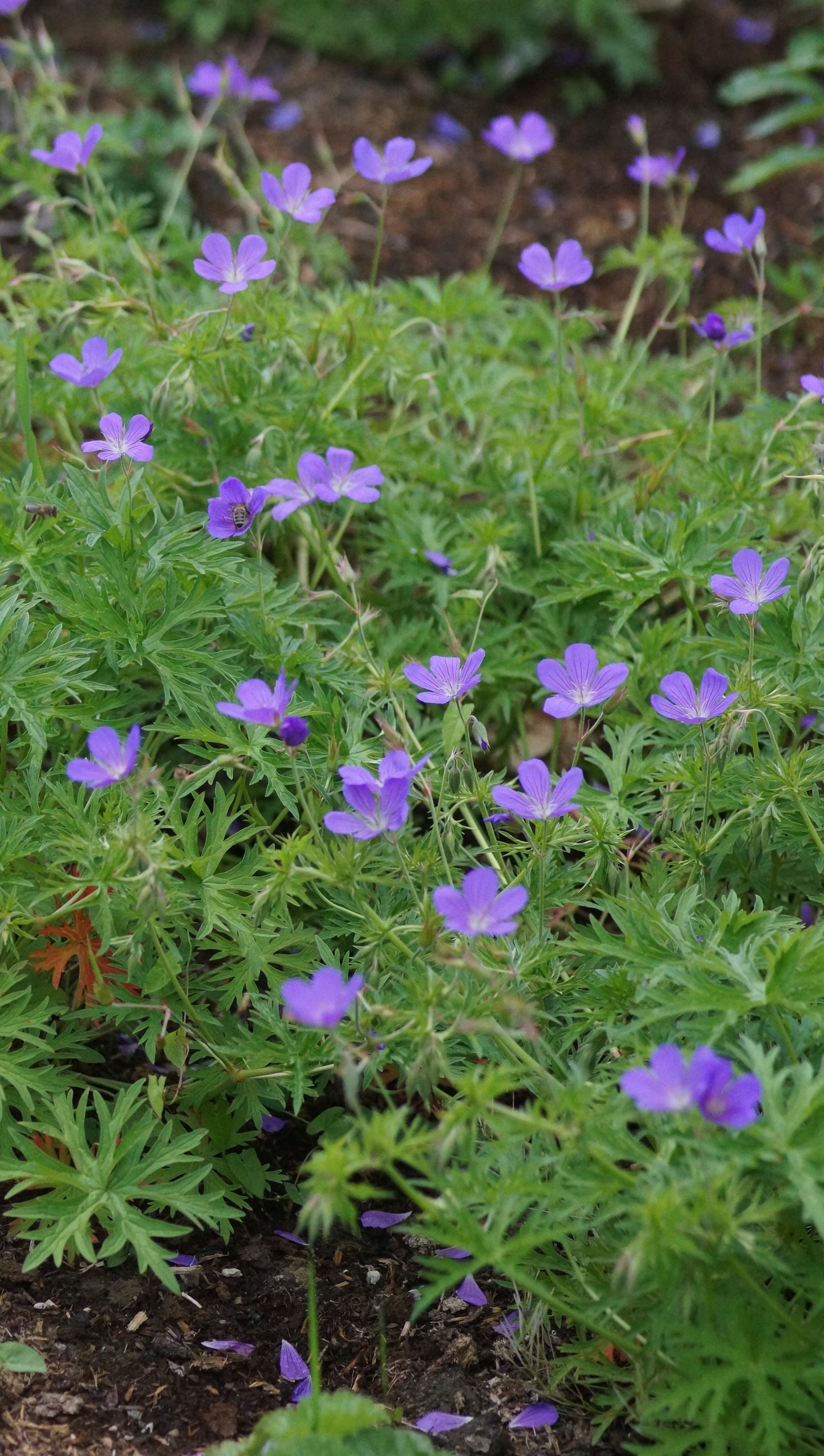 Geranium Collinum-Hybride 'Nimbus' - Storchschnabel
