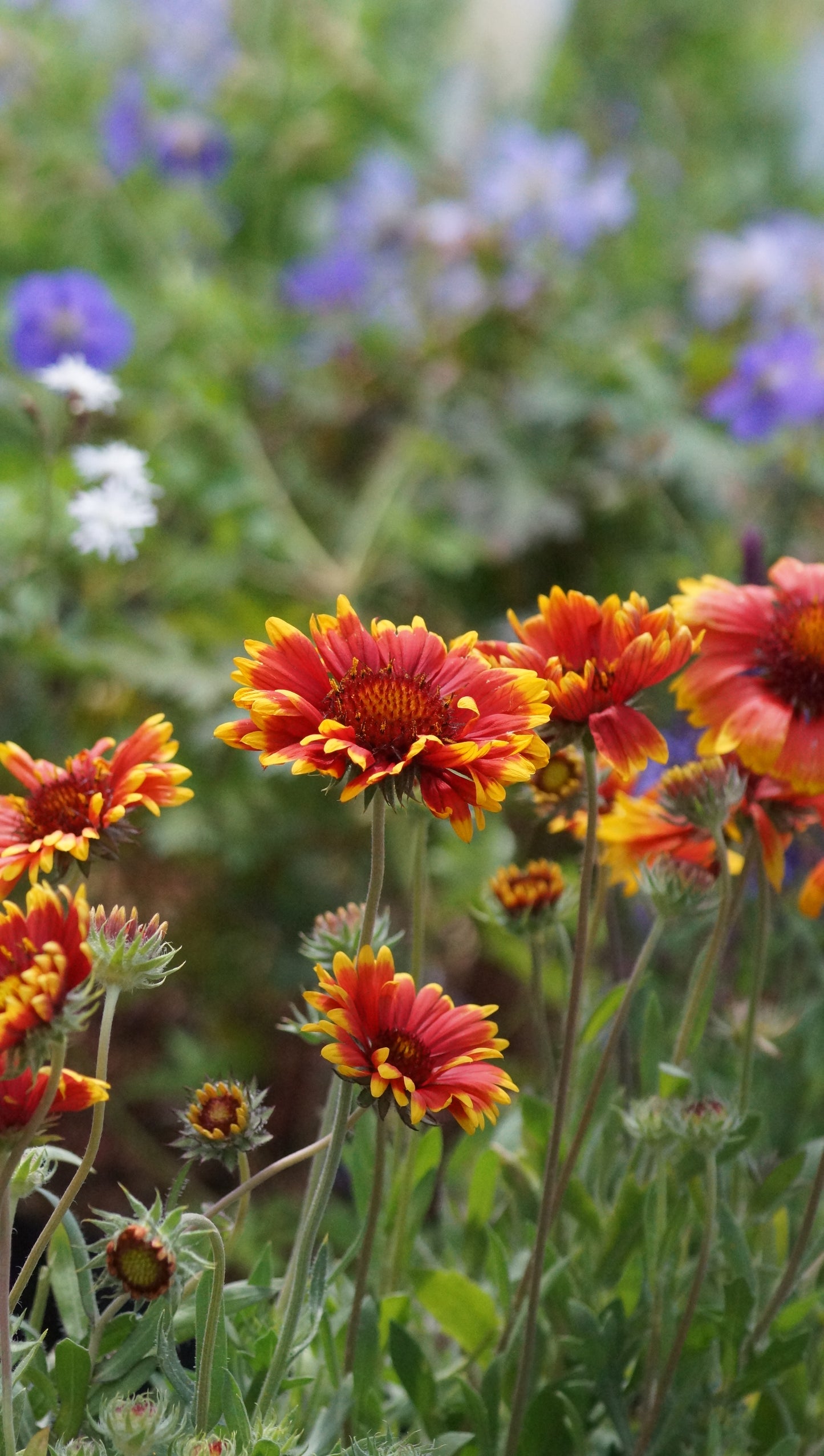 Gaillardia aristata 'Kobold' - Kokardenblume