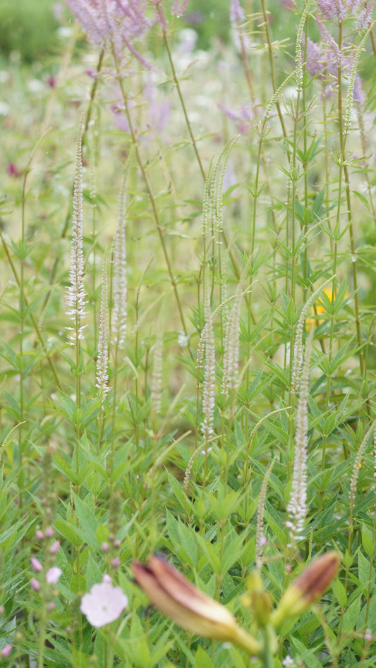 Veronicastrum virginicum 'Pink Glow' - Kandelaber-Ehrenpreis
