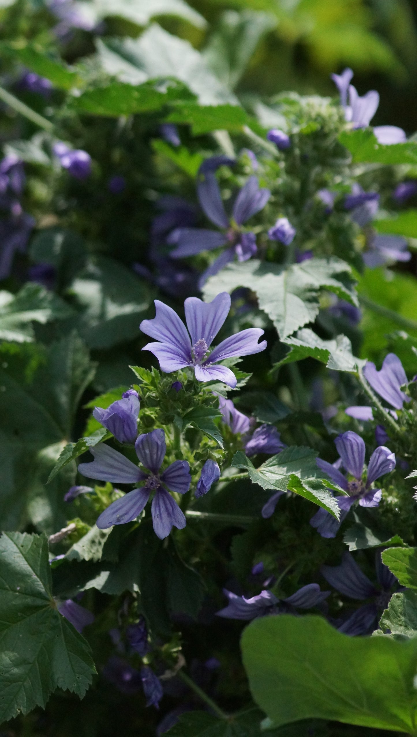 Malva sylvestris 'Primley Blue' - Wilde Malve