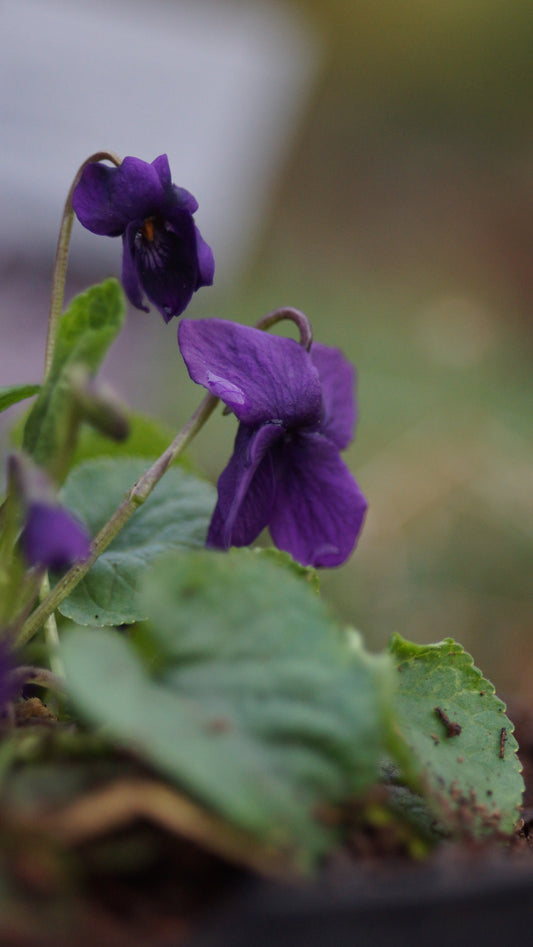 Viola odorata 'Dark Fairy' - Duft-Veilchen
