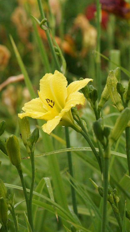 Hemerocallis Hybride 'Green Flutter' - Taglilie