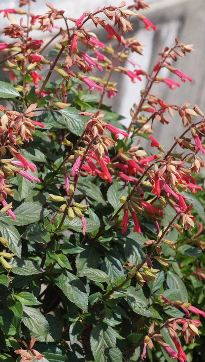 Salvia ‘Ember’s Wish’ - Sommer-Salbei