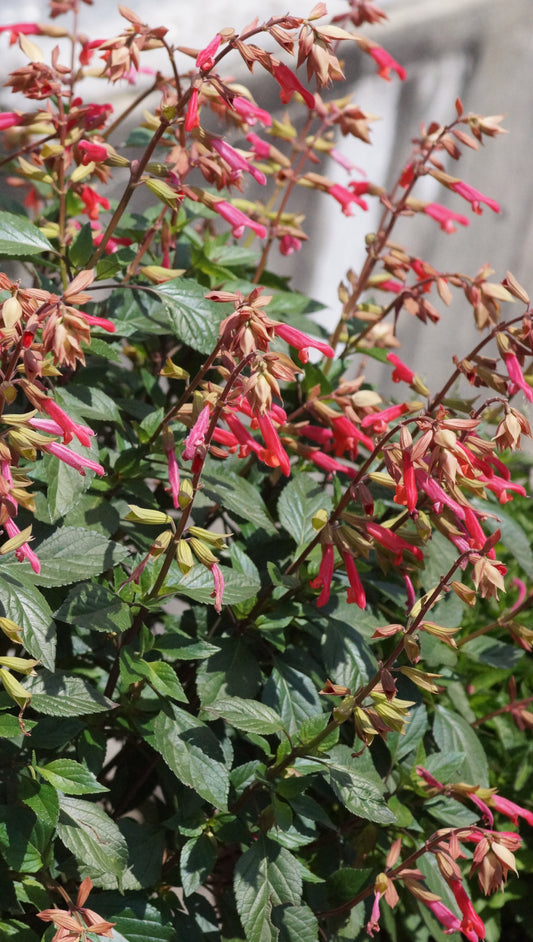 Salvia ‘Ember’s Wish’ - Sommer-Salbei