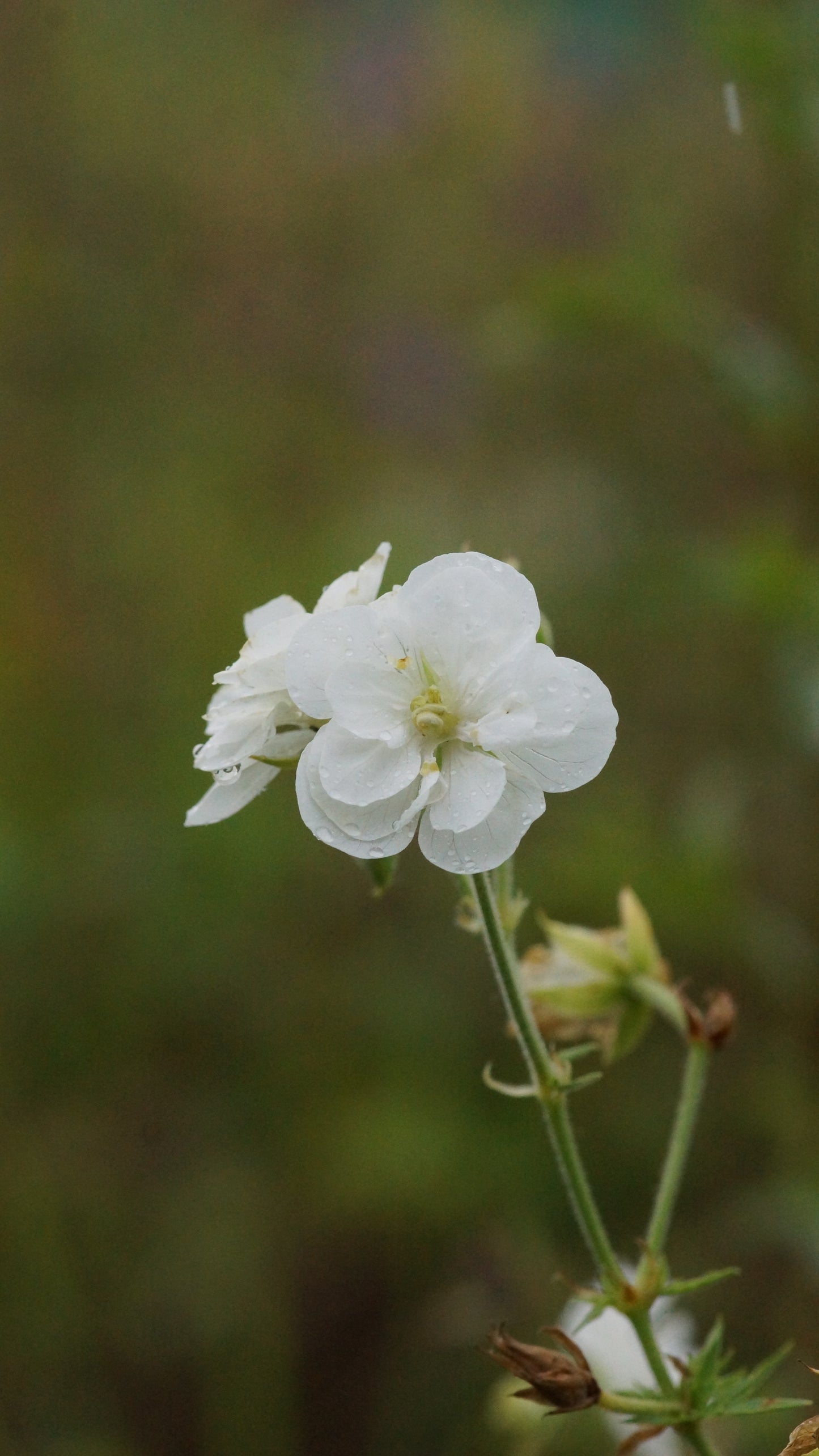 Geranium pratense 'Plenum Album' - Gefüllter Wiesen-Storchschnabel