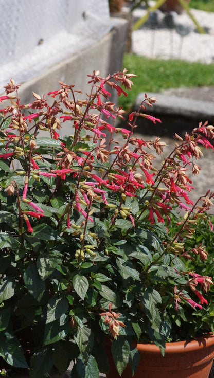Salvia ‘Ember’s Wish’ - Sommer-Salbei