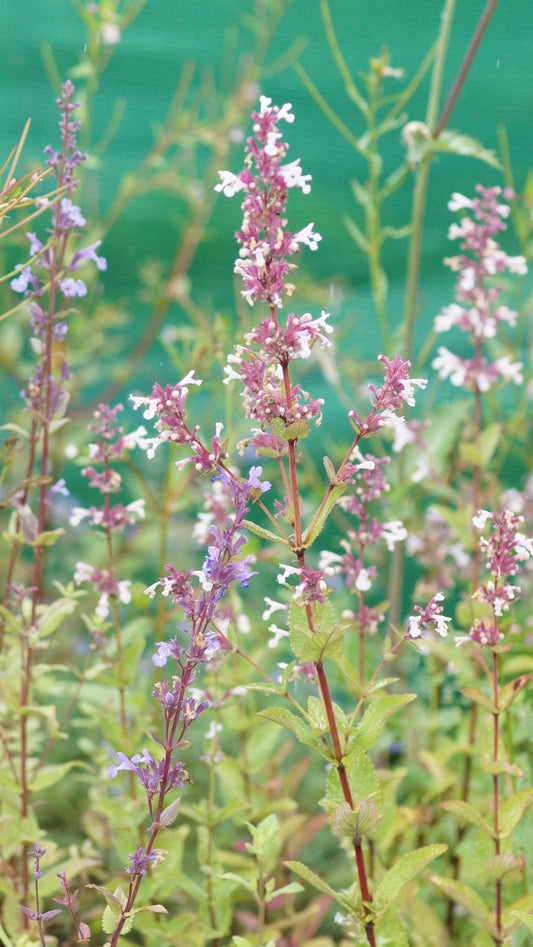 Nepeta grandiflora 'Florina' - Grossblütige Katzenminze
