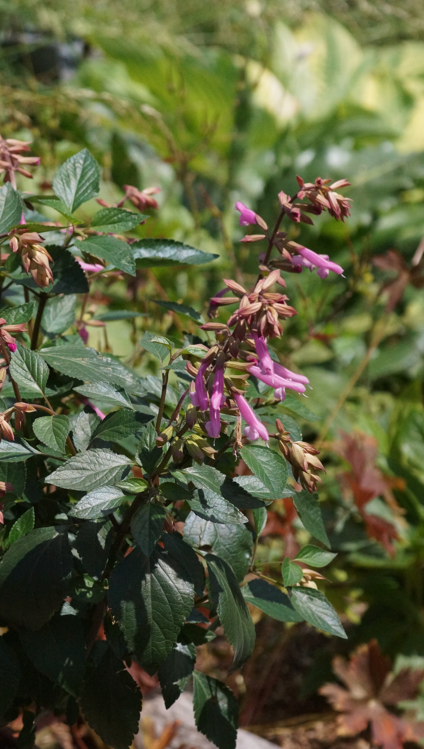 Salvia ‘Kisses and Wishes’ - Ziersalbei