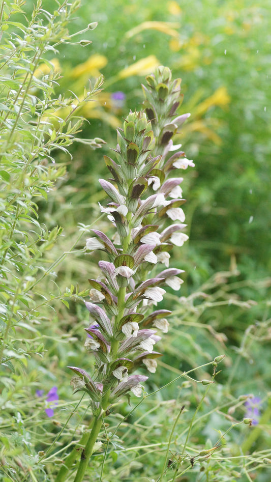 Acanthus mollis x spinosus 'Morning Candle' - Bärenklau