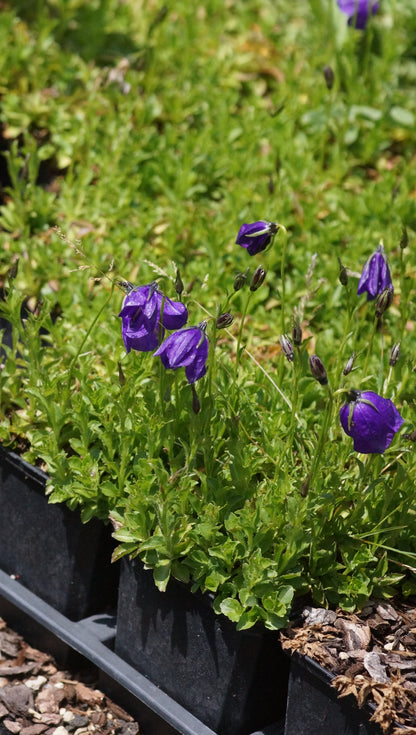 Campanula x pulloides 'G. F. Wilson' - Polster-Glockenblume