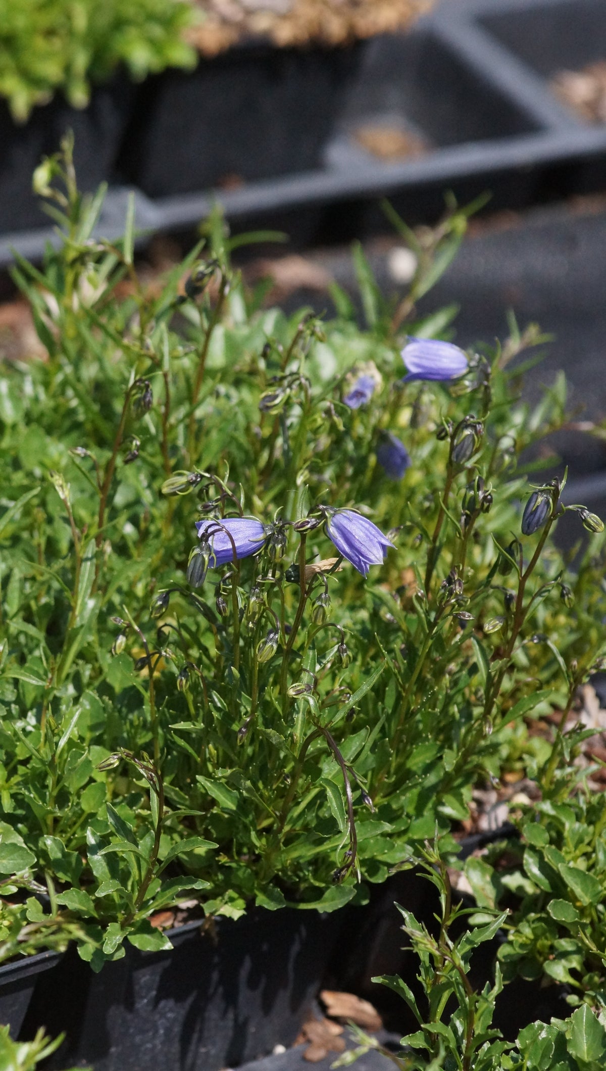 Campanula cochleariifolia - Zwerg-Glockenblume