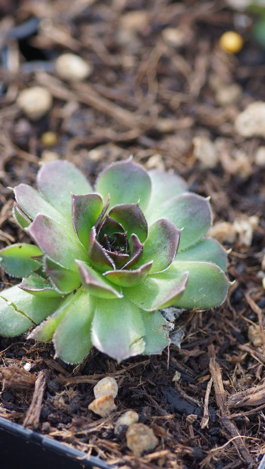 Jovibarba heuffelii 'Gloria' - Donartsbart