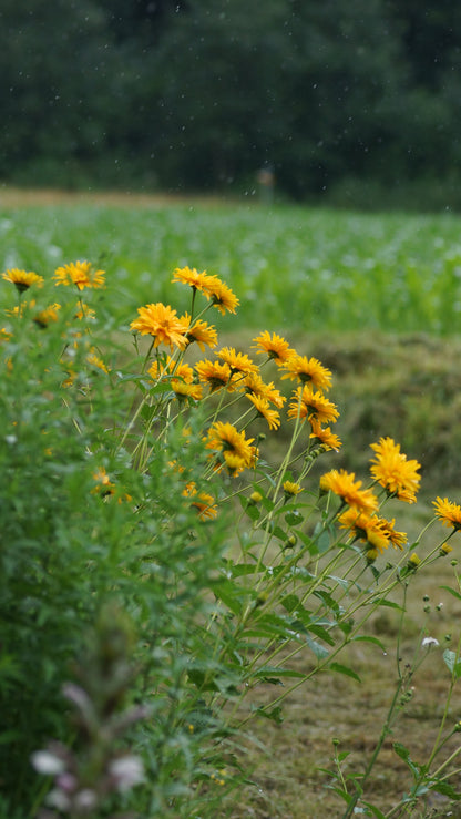 Heliopsis helianthoides var. scabra 'Spitzentänzerin' - Sonnenauge