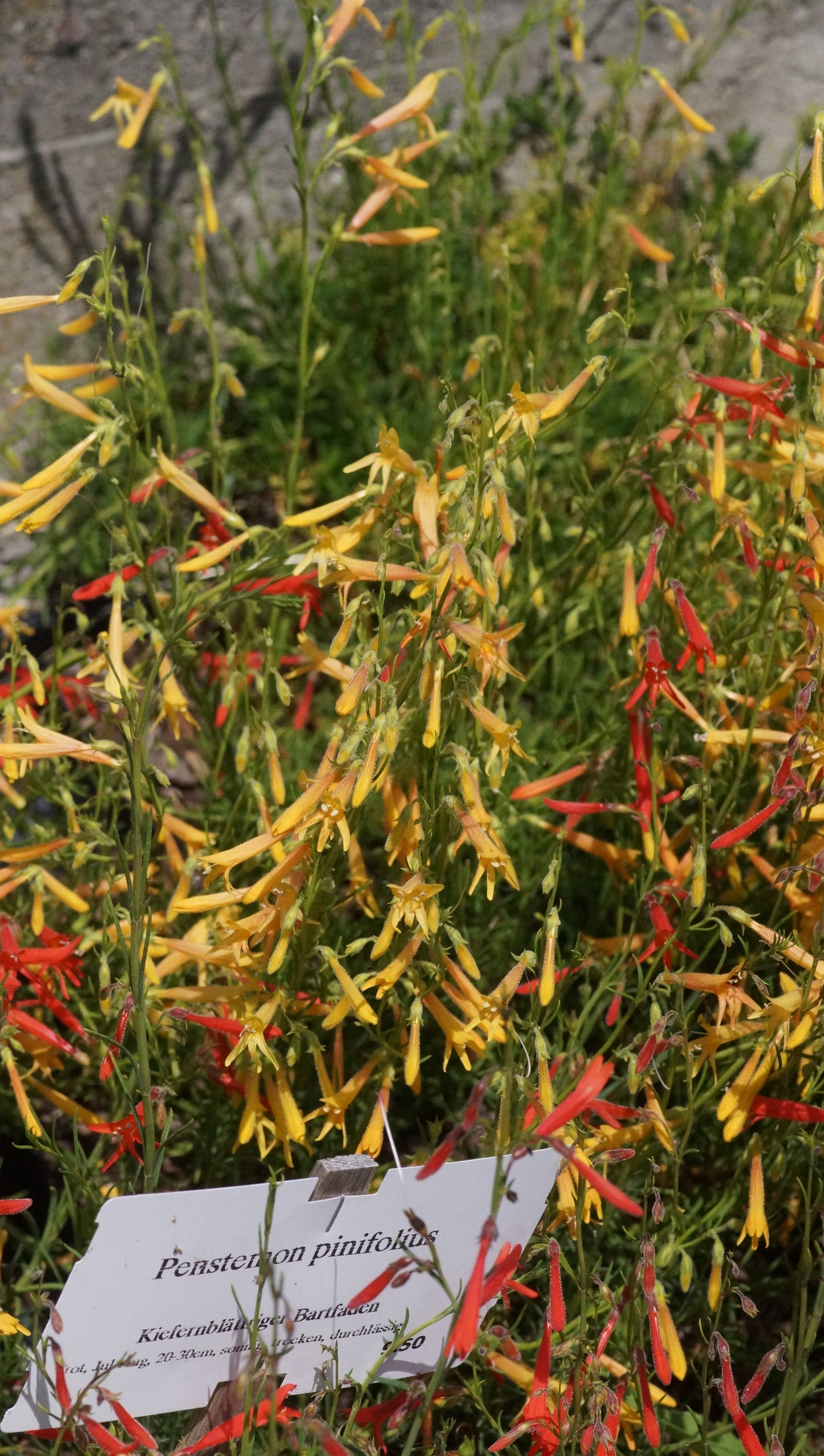 Penstemon pinifolius 'Shades of Mango' - Kiefernblättriger Bartfaden