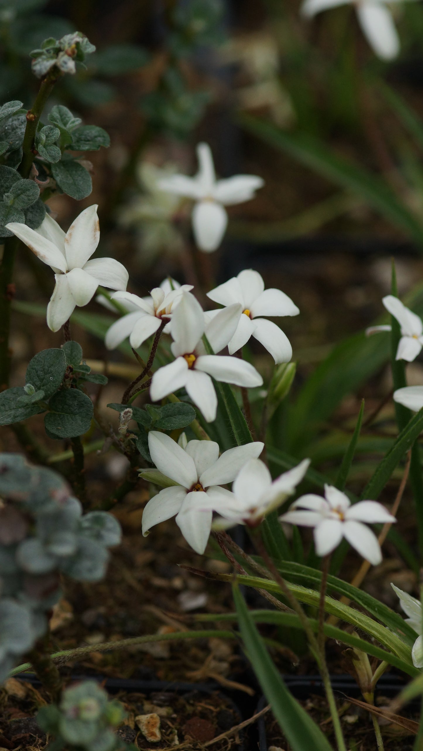 Ipheion uniflorum 'White Star' - Einblütiger Frühlingsstern