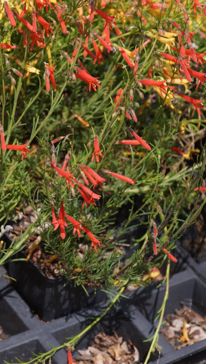 Penstemon pinifolius - Kiefernblättriger Bartfaden