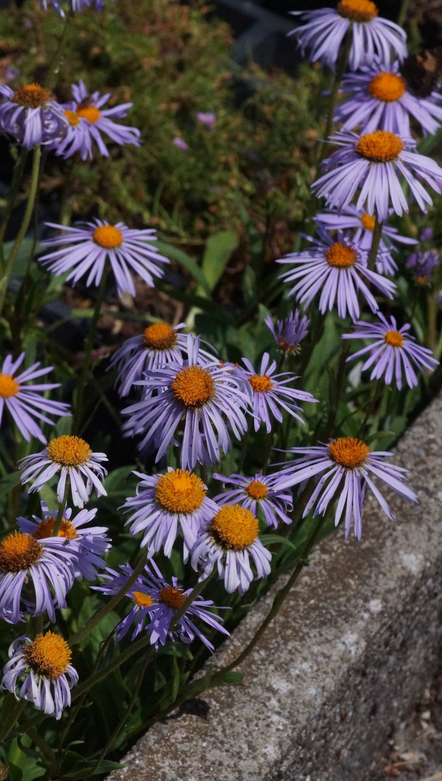 Aster tongolensis 'Napsbury' - Frühsommer-Aster