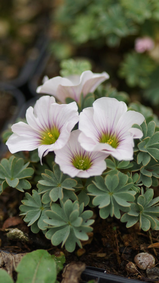 Oxalis adenophylla x laciniata 'Ute' - Berg-Sauerklee