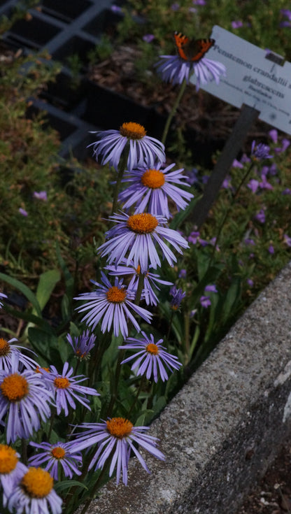 Aster tongolensis 'Napsbury' - Frühsommer-Aster