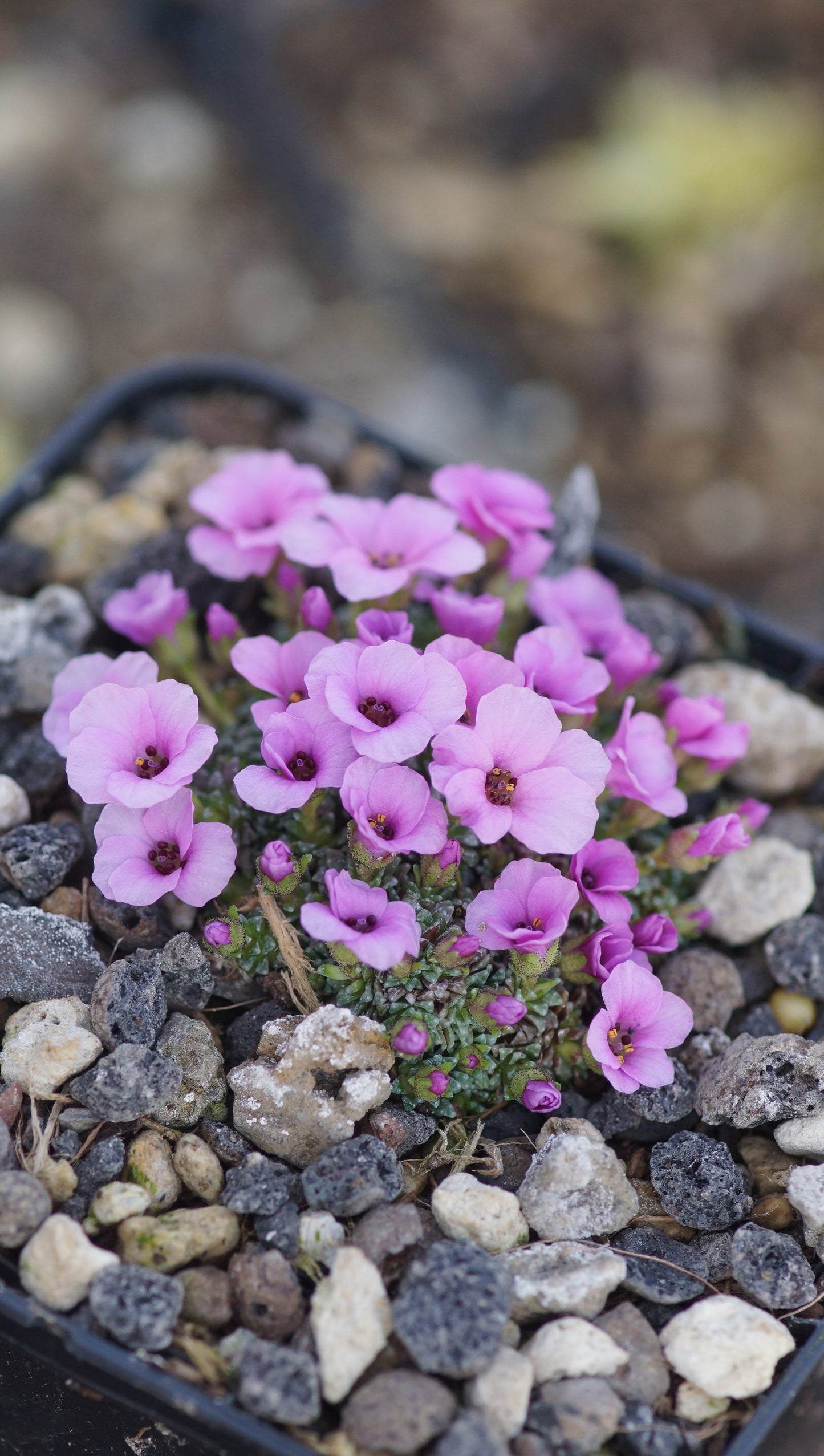 Saxifraga x anglica 'Winifred' - Frühlings Steinbrech