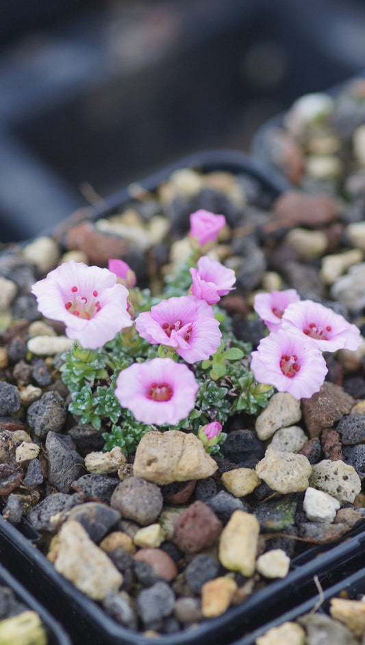 Saxifraga Hybride 'Sissi' - Frühlings-Steinbrech