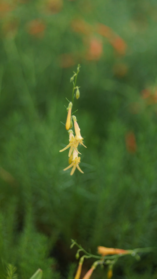 Penstemon pinifolius 'Mersea Yellow' - Kiefernblättriger Bartfaden