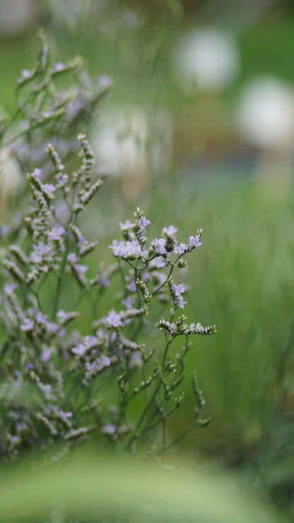 Limonium speciosum 'Blauer Diamant' - Strandflieder