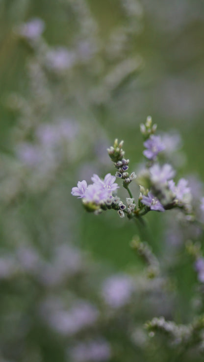 Limonium speciosum 'Blauer Diamant' - Strandflieder