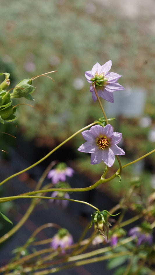 Dahlia merckii - Merck-Dahlie