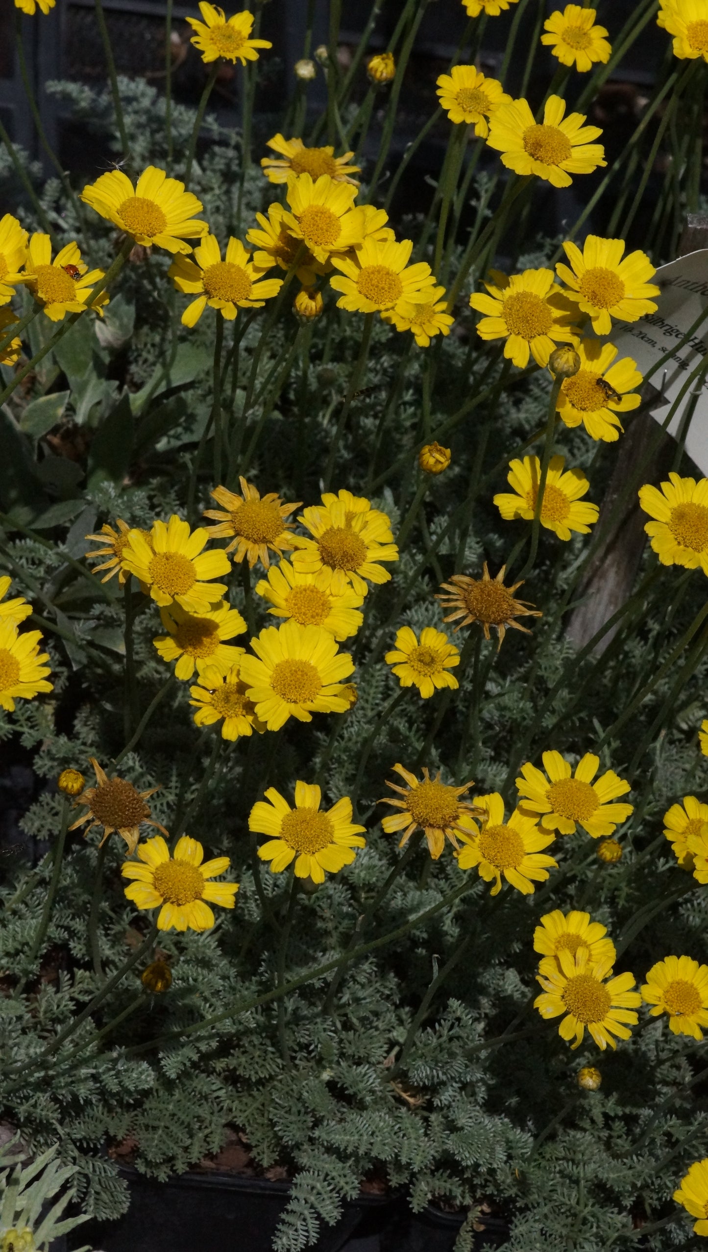 Anthemis marschalliana - Silbrige Hundskamille