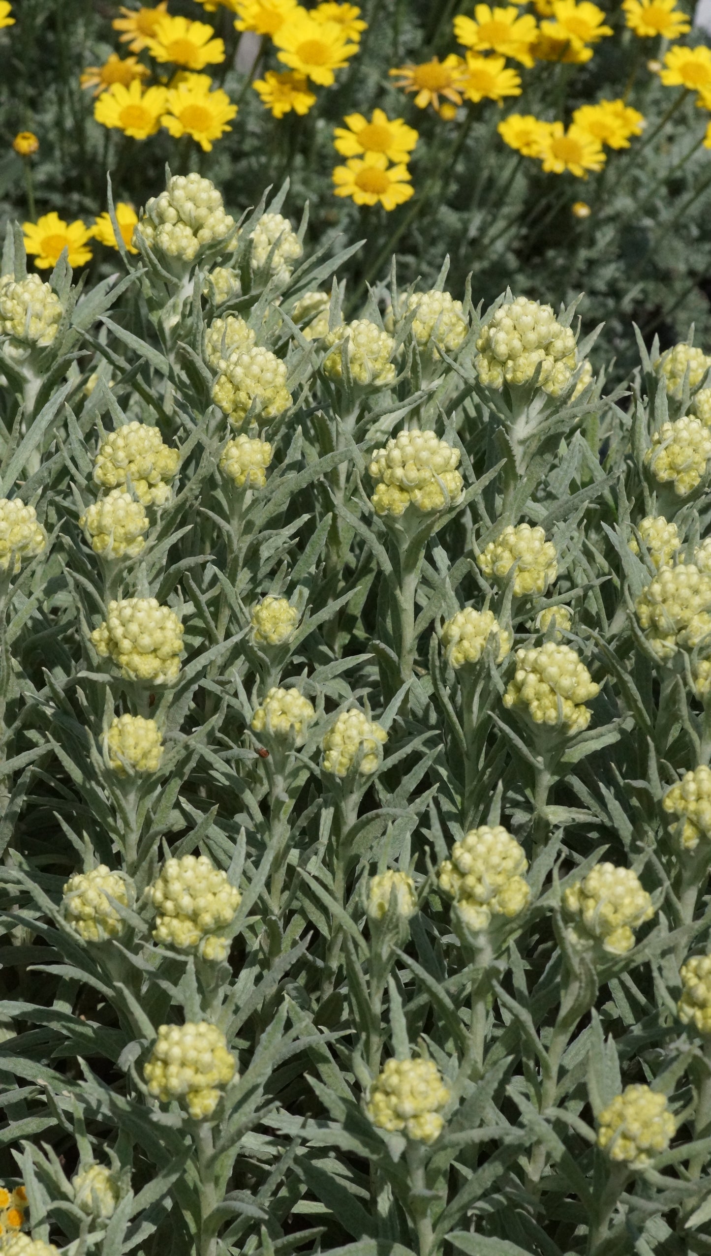 Helichrysum thianshanicum 'Schwefellicht' - Turkestan-Strohblume